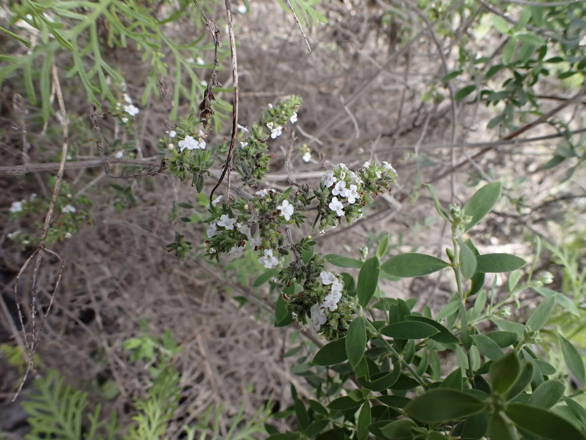 Plancia ëd Micromeria hyssopifolia Webb & Berthel.