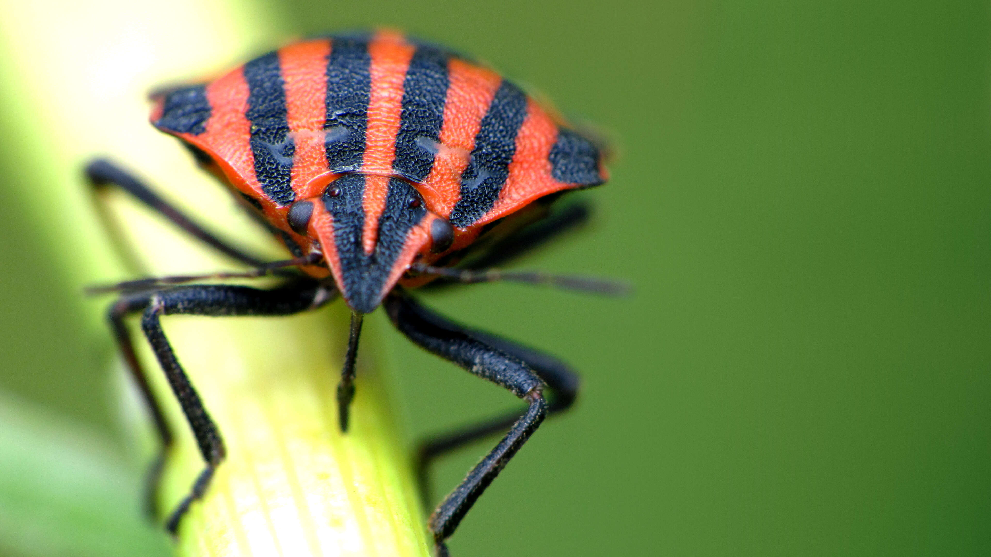 Image of <i>Graphosoma italicum</i>