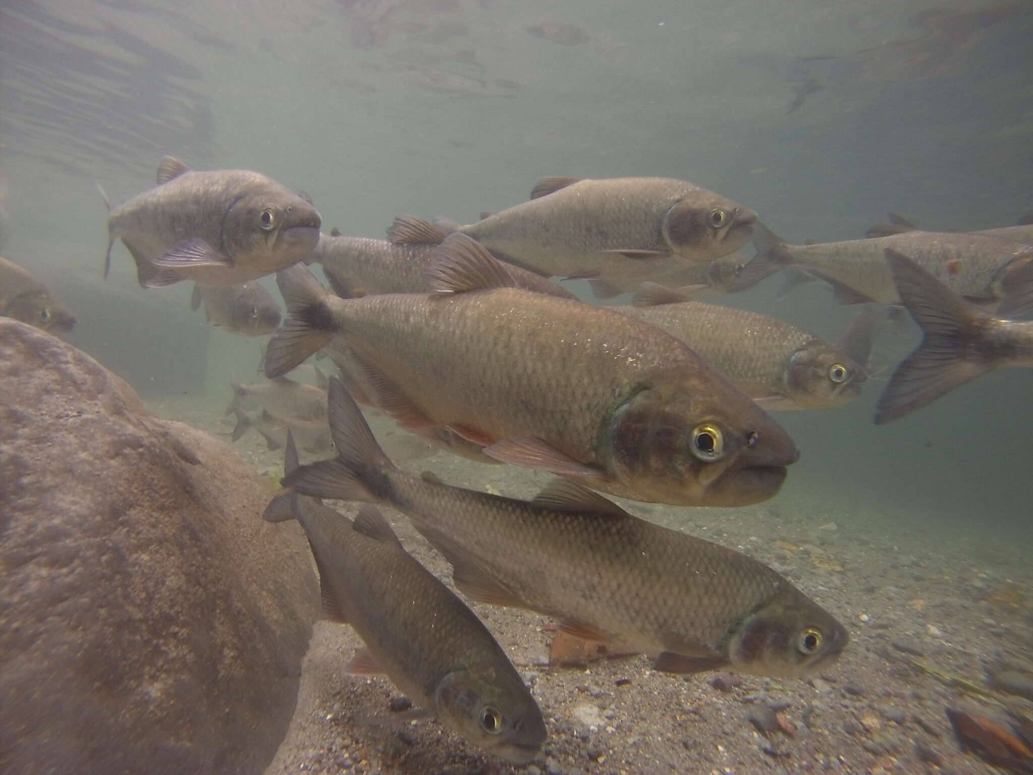 Image of Brycon costaricensis Angulo & Gracian-Negrete 2013