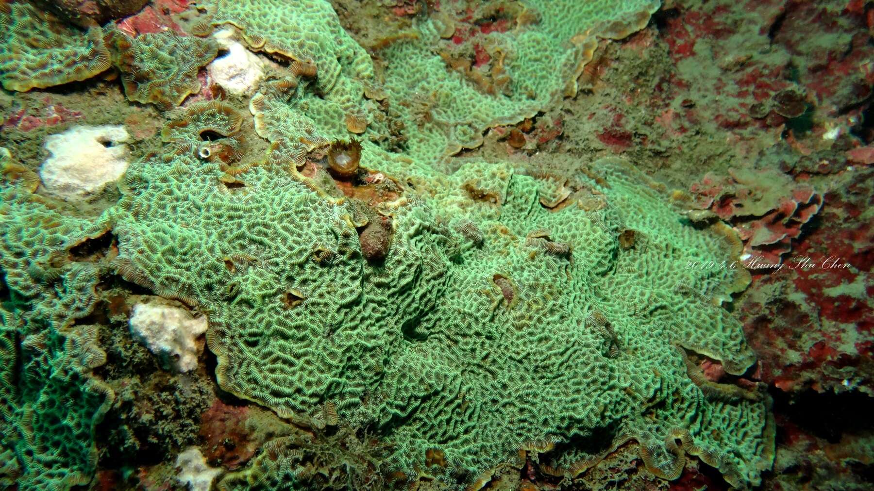 Image of Slender Lettuce Coral