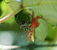 Image of Wheel Bug