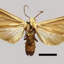 Image of Hypocrisias fuscipennis Burmeister 1878