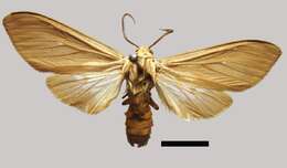 Image of Hypocrisias fuscipennis Burmeister 1878