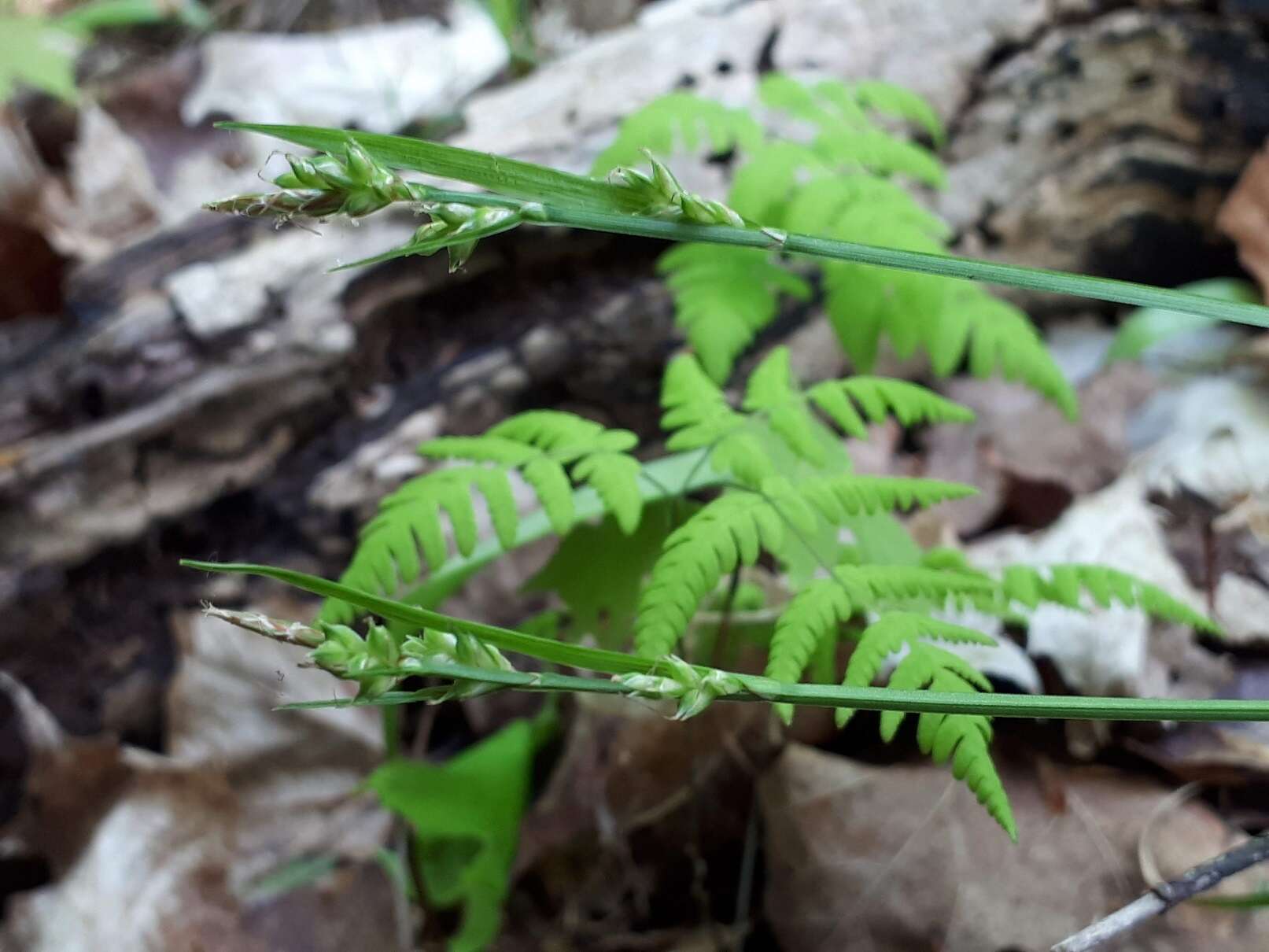 Image of fibrousroot sedge