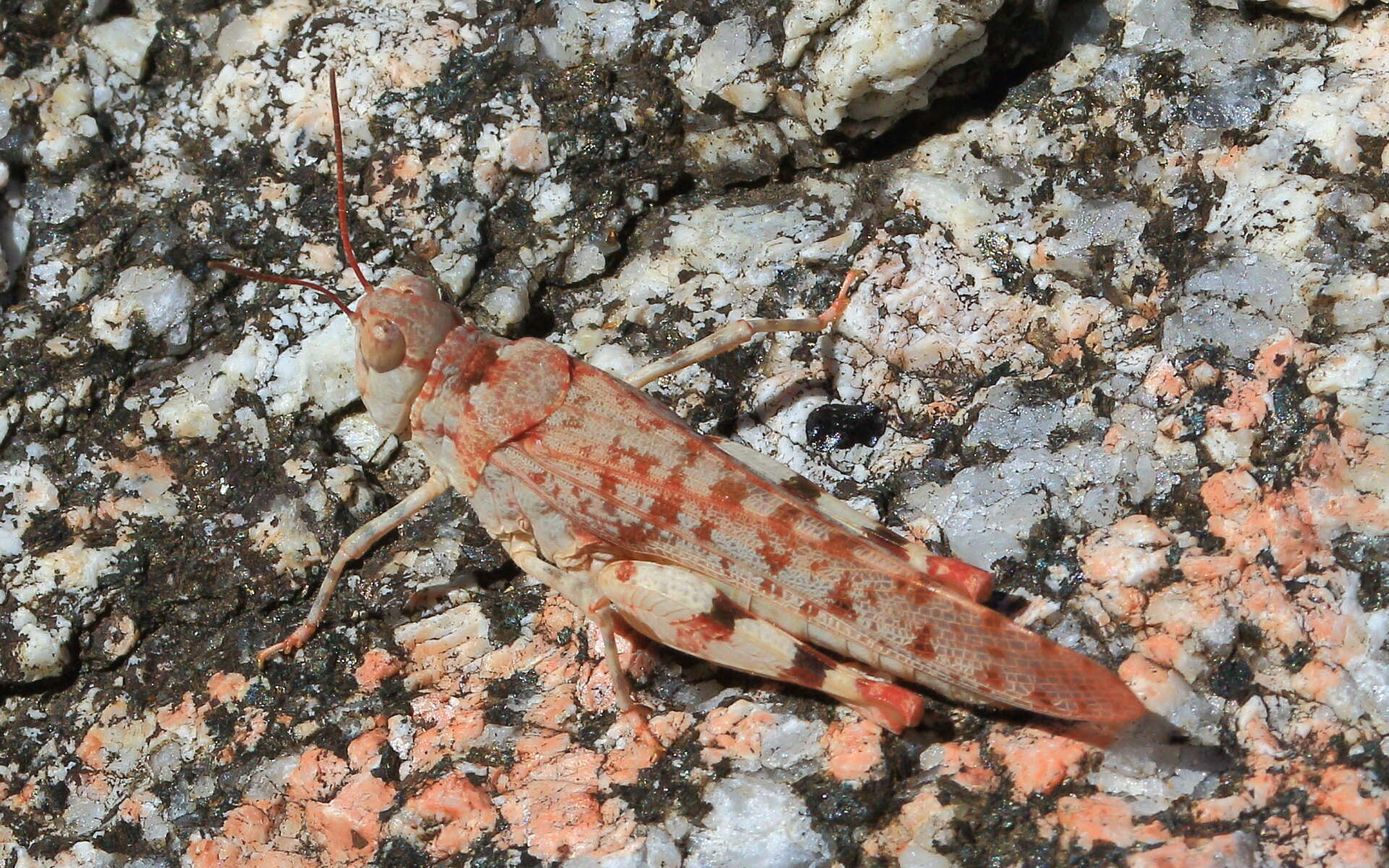 Imagem de Sphingonotus (Sphingonotus) erythropterus Sjöstedt 1920