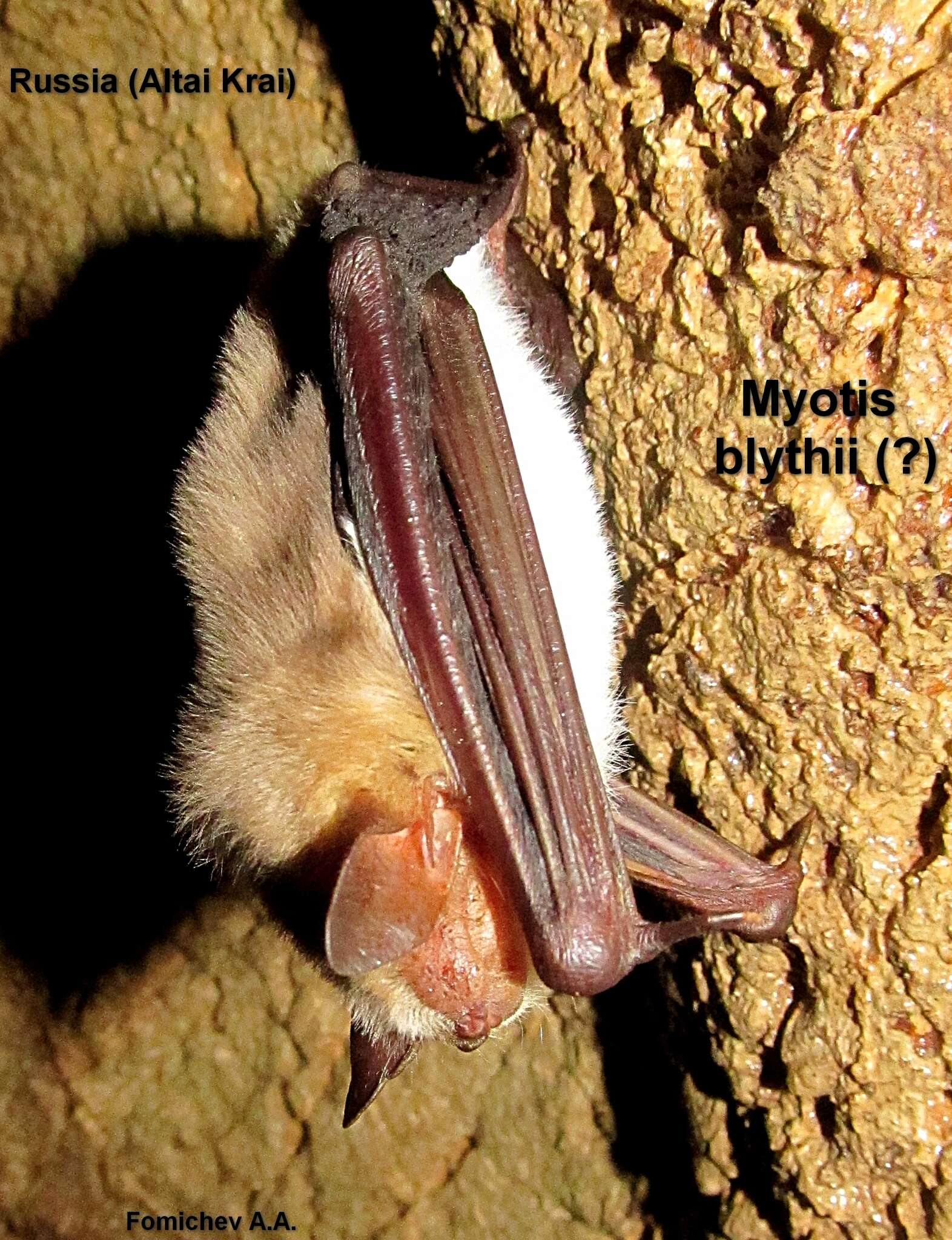 Image of Lesser Mouse-eared Bat