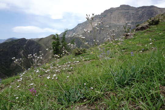 Слика од Gypsophila acutifolia Fisch.