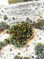 Image of orthotrichum moss