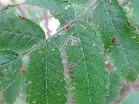 Image of Stigmella nylandriella (Tengström 1848) Beirne 1945