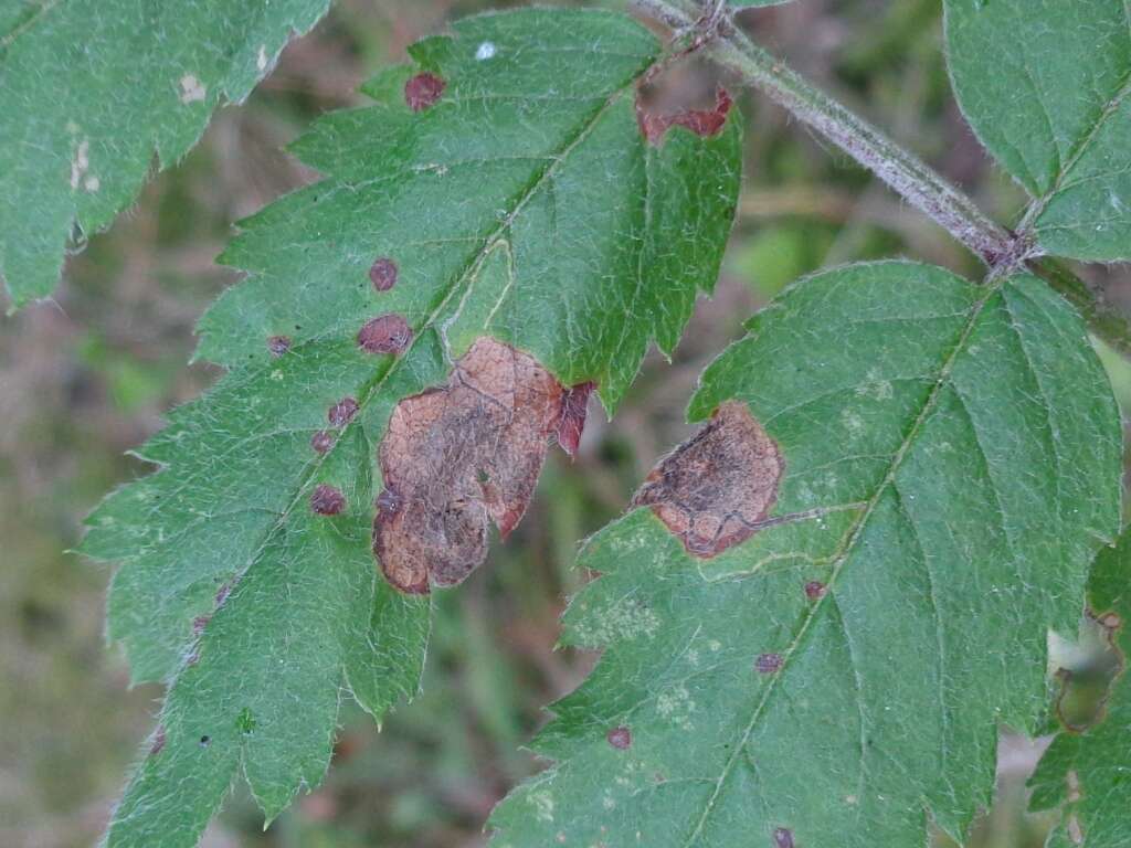 Image of Stigmella sorbi (Stainton 1861) Fletcher et al. 1945