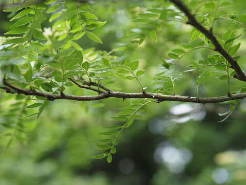 Sivun Zanthoxylum schinifolium Siebold & Zucc. kuva