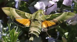 Proserpinus clarkiae (Boisduval 1852) resmi