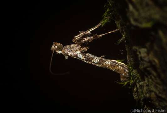 Слика од Caloptilia albospersa (Turner 1894)