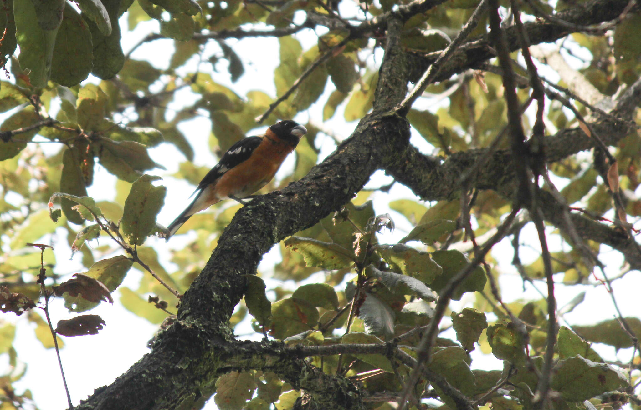 Plancia ëd Pheucticus melanocephalus (Swainson 1827)