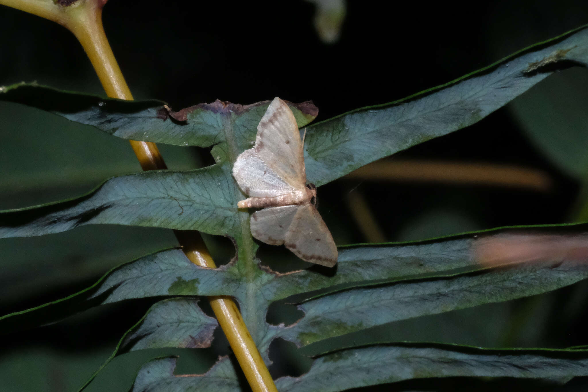 Image of Idaea impexa Butler 1879