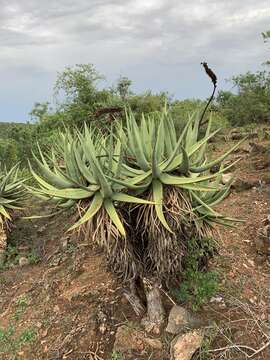 Aloe castanea Schönland resmi