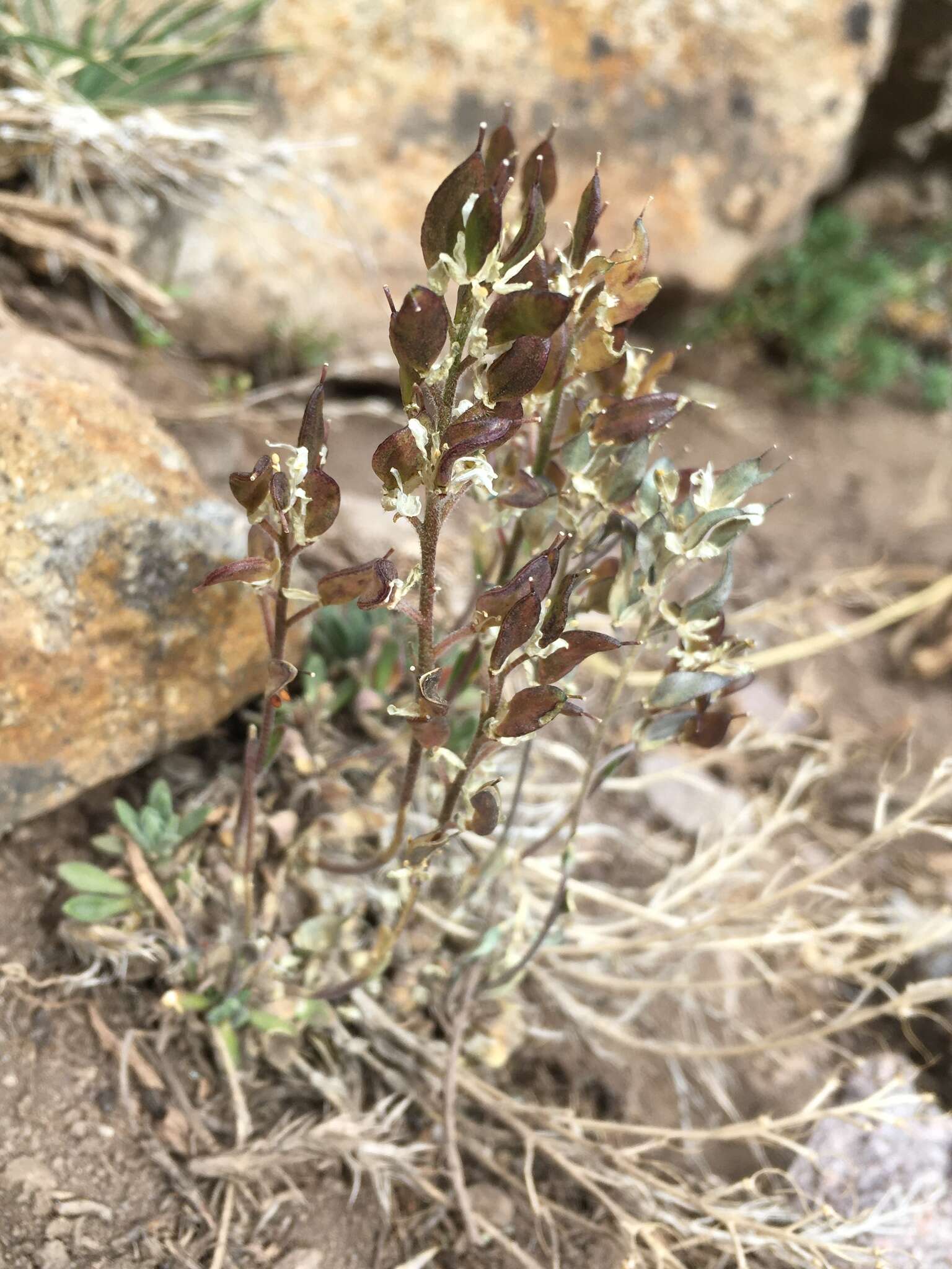 Image of Draba gilliesii Hook. & Arn.