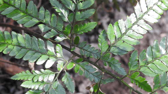 Image of East Indian hollyfern