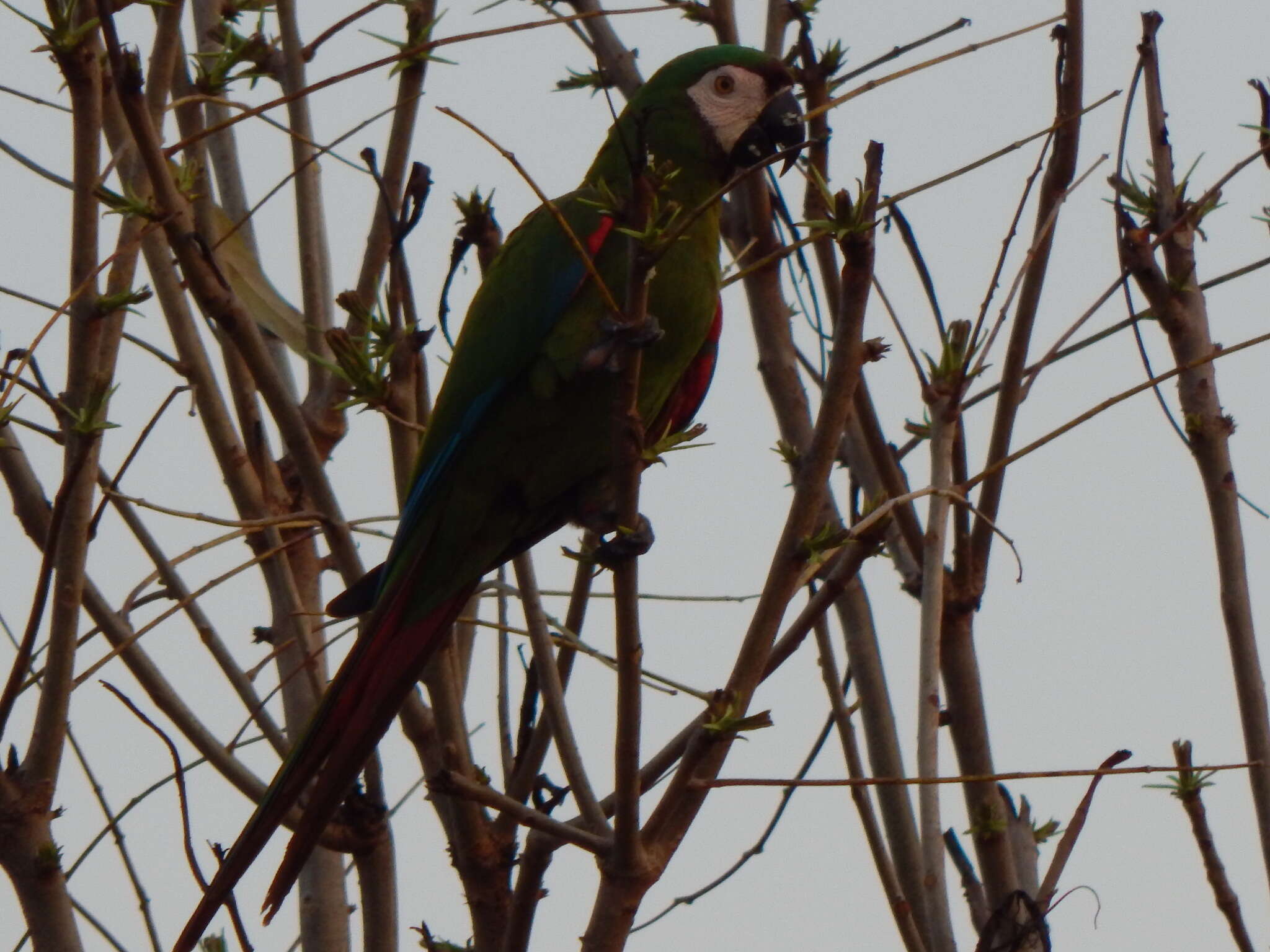 Image of Chestnut-fronted Macaw