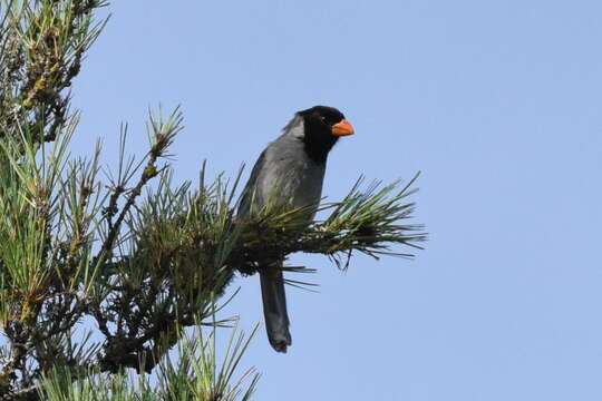 Image of Black-cowled Saltator