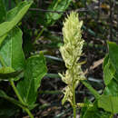 Image of Mandevilla emarginata (Vell. Conc.) C. Ezcurra