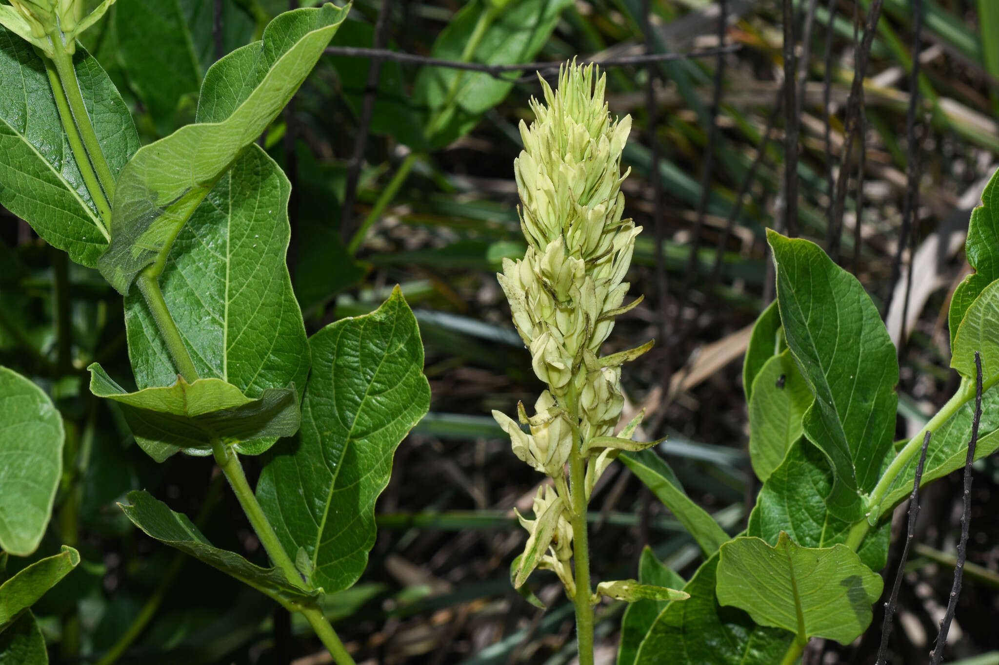 Image of Mandevilla emarginata (Vell. Conc.) C. Ezcurra