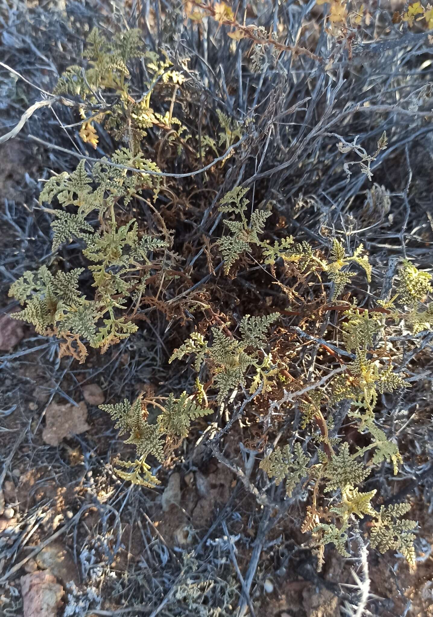 Image of Ambrosia camphorata (Greene) Payne