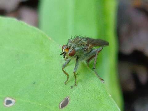 Image of Scathophaga litorea (Fallen 1819)