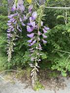 Image of Japanese wisteria