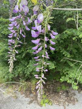 Plancia ëd Wisteria floribunda (Willd.) DC.