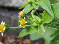 Image of Smooth peruvian daisy