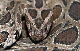 Image of Eastern Russell's Viper