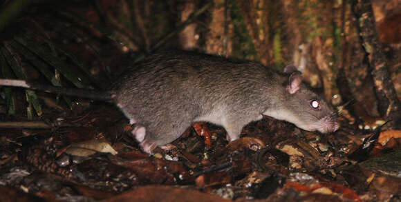 Image of Giant White-tailed Rat