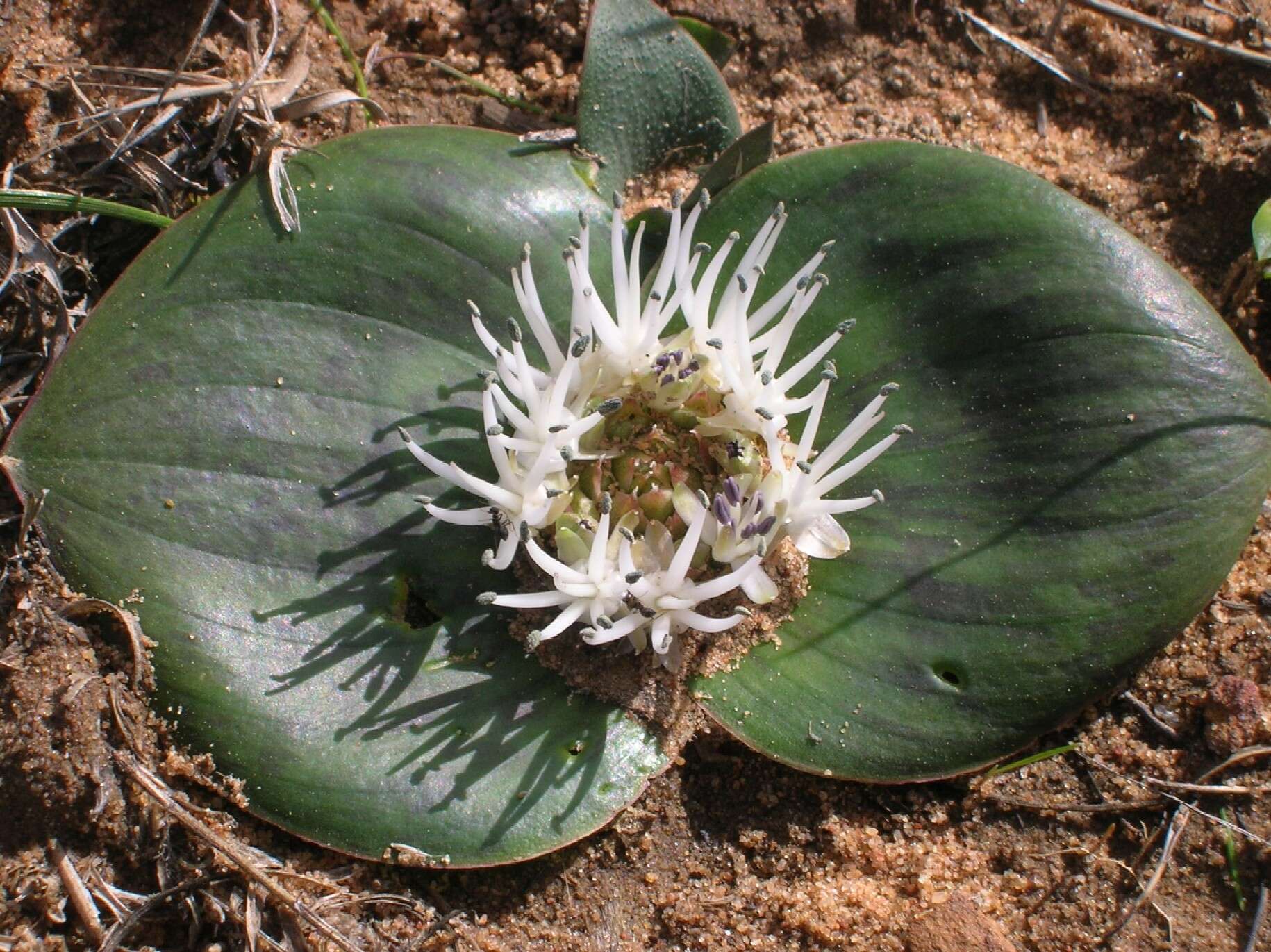 Image of Massonia pseudoechinata Mart.-Azorín, M. Pinter & Wetschnig