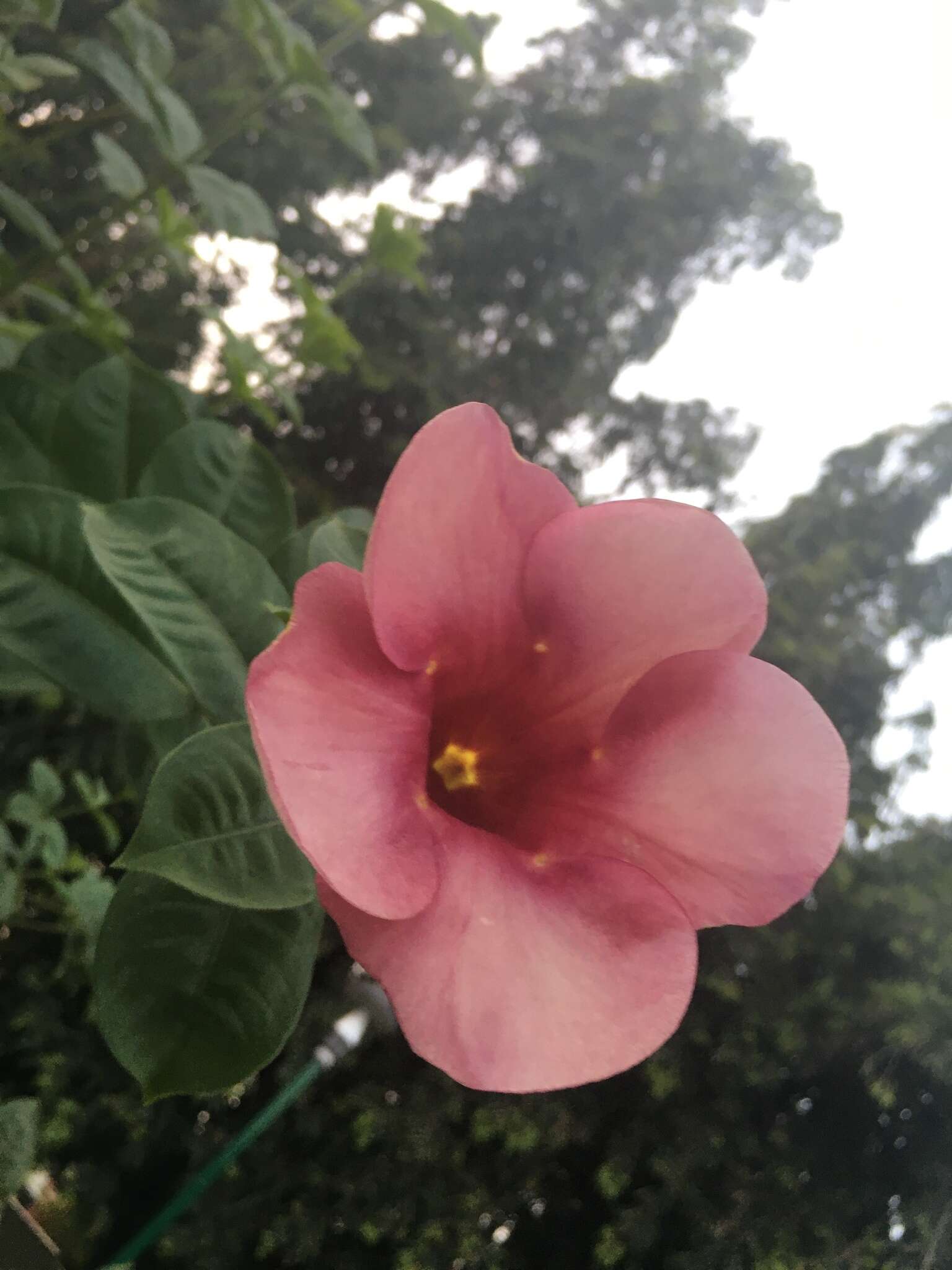 Image of purple allamanda