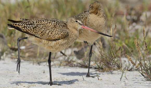 Image of Marbled Godwit