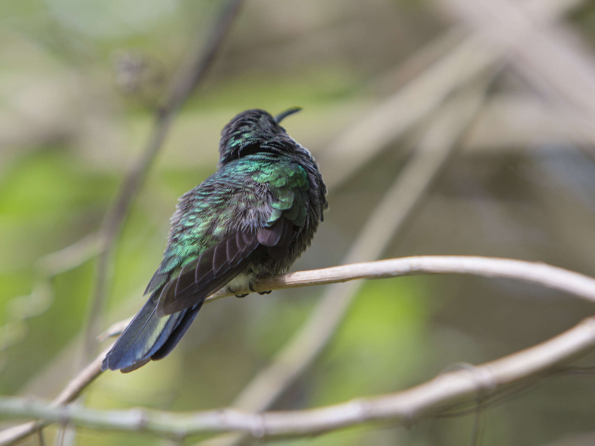 Image of White-vented Plumeleteer