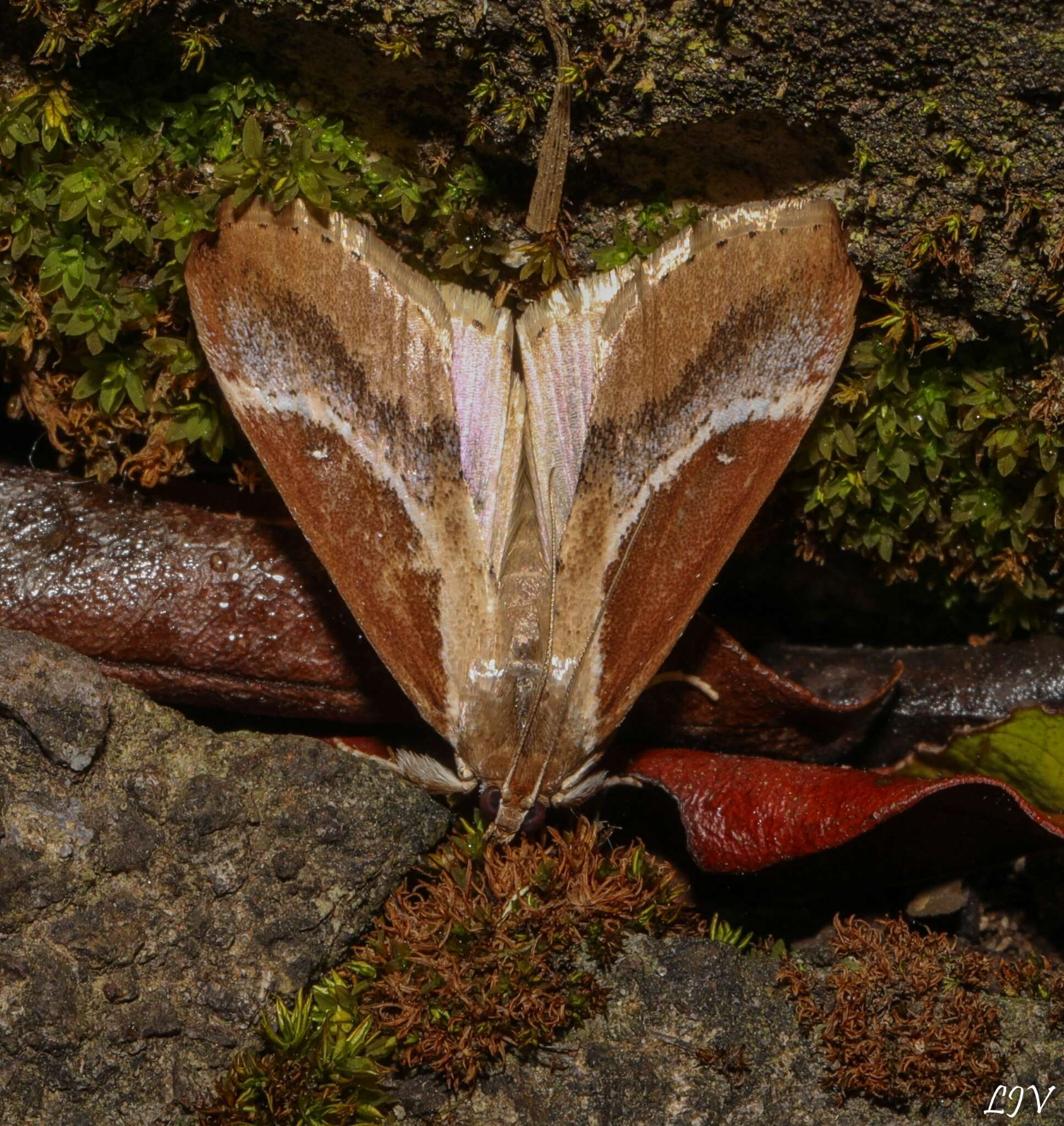 Image of Cliniodes underwoodi Druce 1899