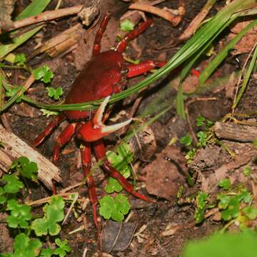 Слика од Dilocarcinus H. Milne Edwards 1853