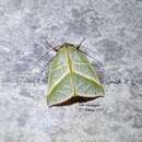 Image of Hylophilodes tsukusensis Nagano 1918