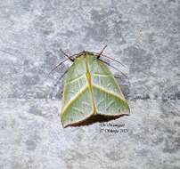 Image of Hylophilodes tsukusensis Nagano 1918