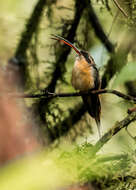 Image of Tawny-bellied Hermit