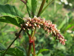 Image of Dock-Leaf Smartweed