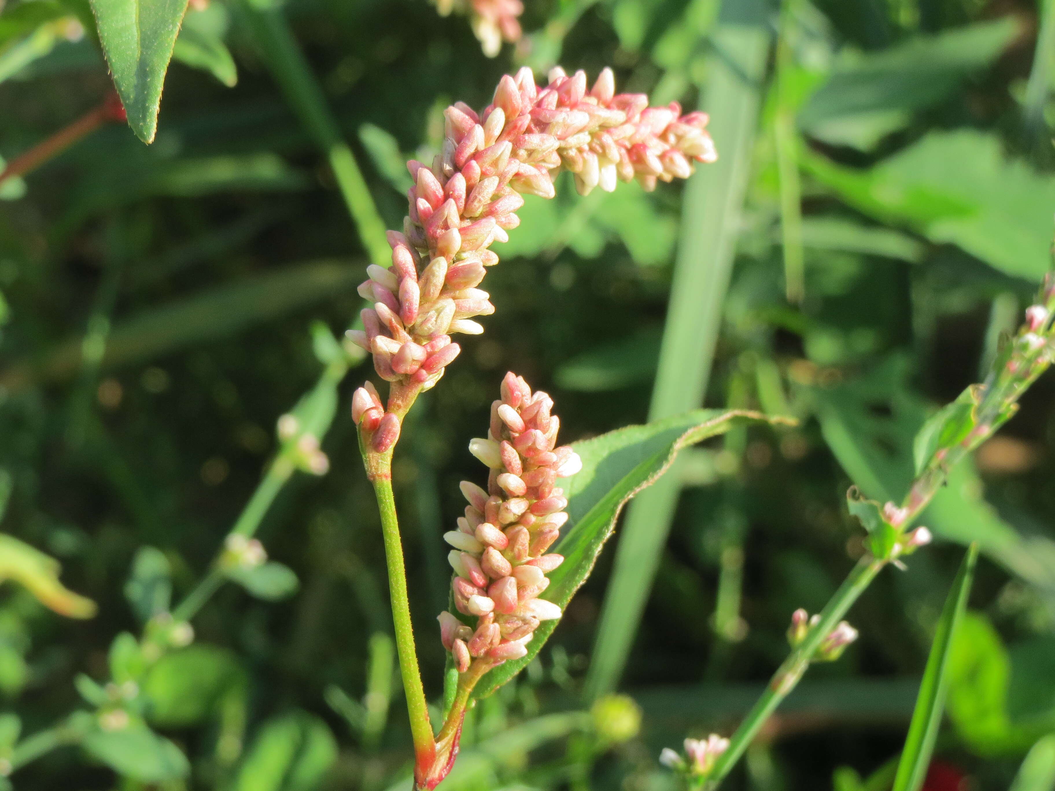 Image of Dock-Leaf Smartweed