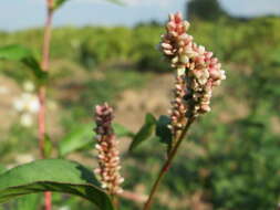 Image of Dock-Leaf Smartweed