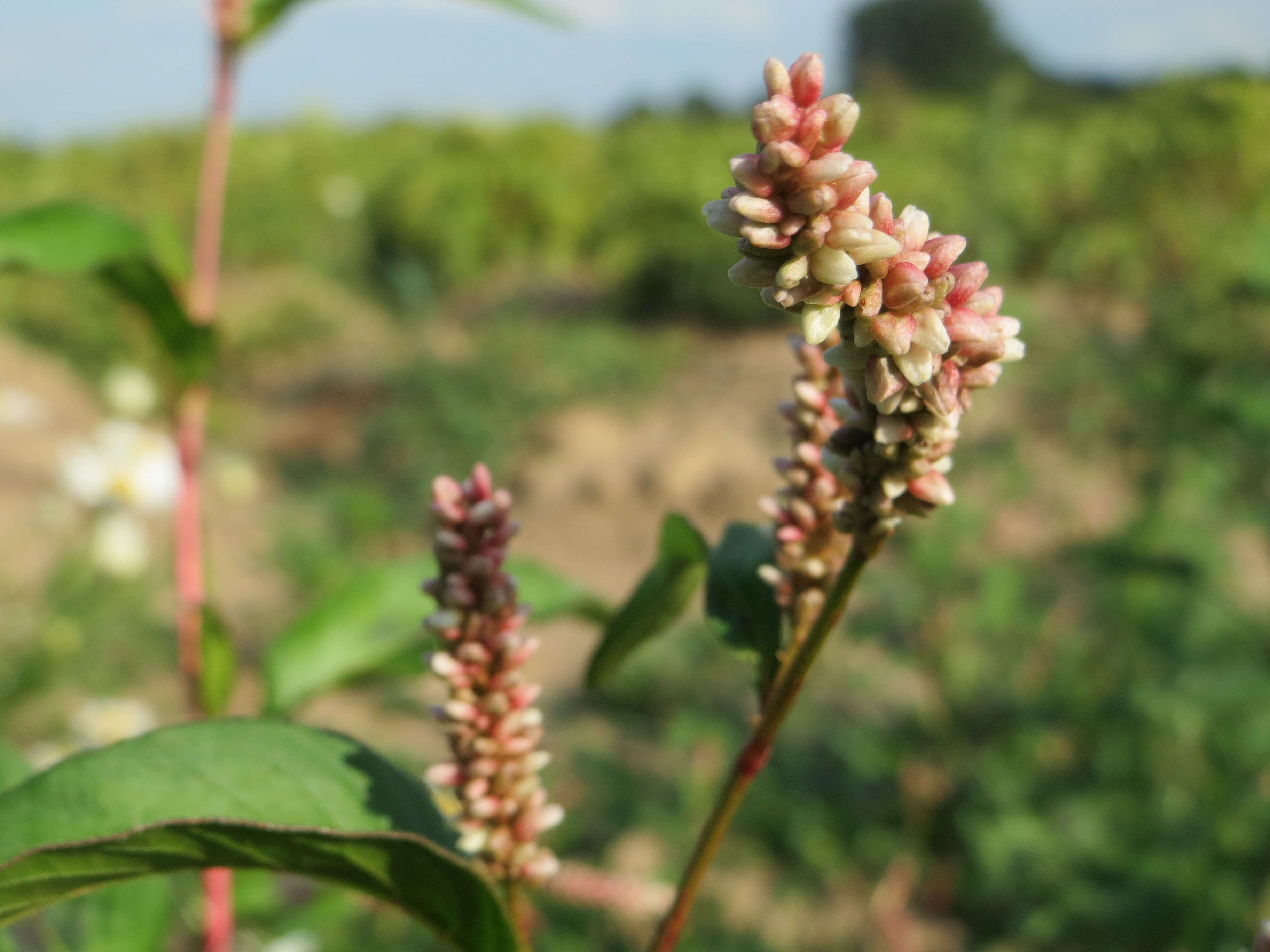 Image of Dock-Leaf Smartweed