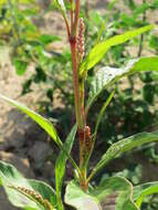 Image of Dock-Leaf Smartweed