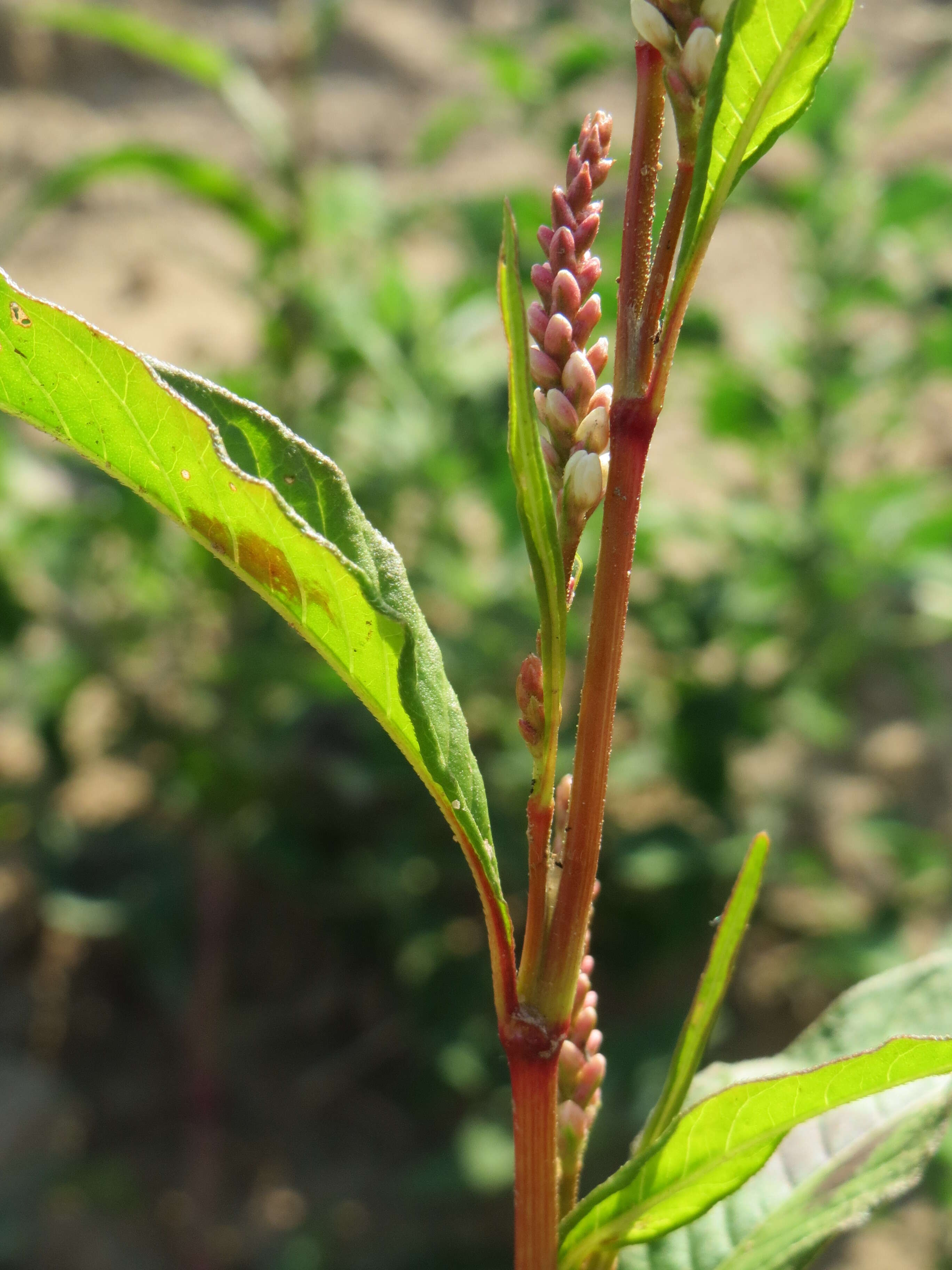 Image of Dock-Leaf Smartweed