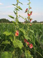 Image of hollyhock