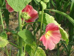 Image of hollyhock